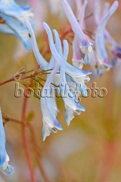 533271 - Blue corydalis (Corydalis flexuosa 'Père David')