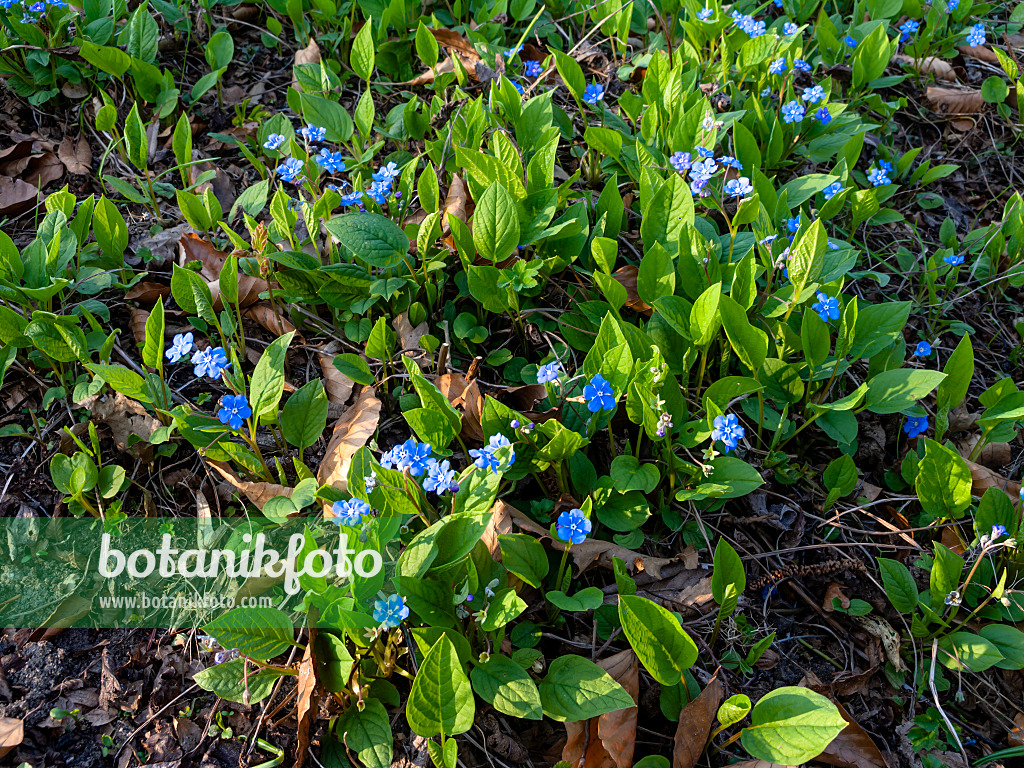 447042 - Blue-eyed Mary (Omphalodes verna)