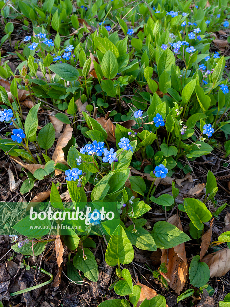 447043 - Blue-eyed Mary (Omphalodes verna)