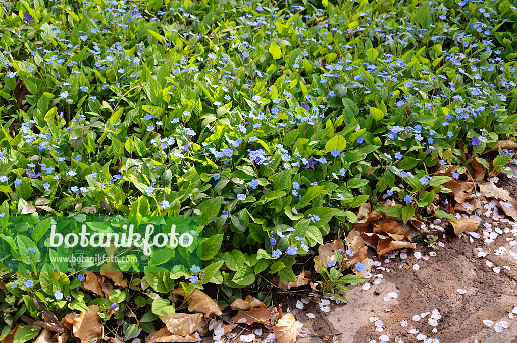 483231 - Blue-eyed Mary (Omphalodes verna)