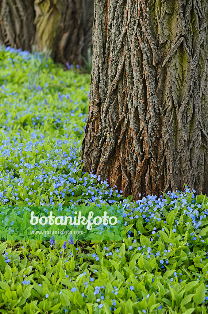 519180 - Blue-eyed Mary (Omphalodes verna)