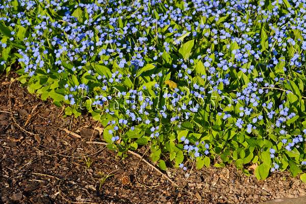 483305 - Blue-eyed Mary (Omphalodes verna 'Grandiflora')