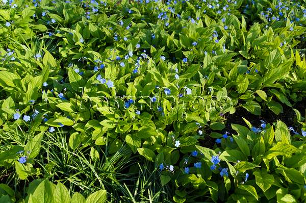 495126 - Blue-eyed Mary (Omphalodes verna 'Grandiflora')