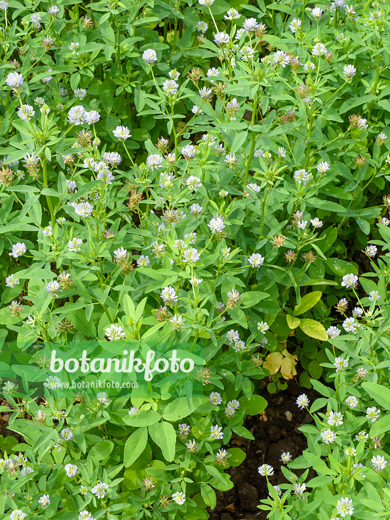 427016 - Blue fenugreek (Trigonella caerulea)