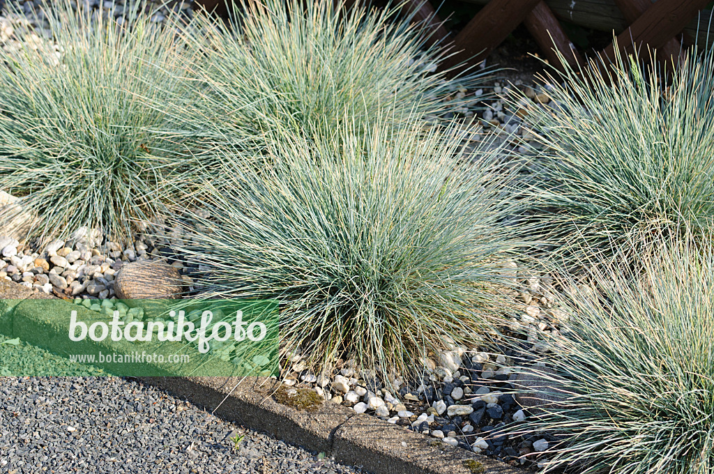 472358 - Blue fescue (Festuca cinerea syn. Festuca glauca)