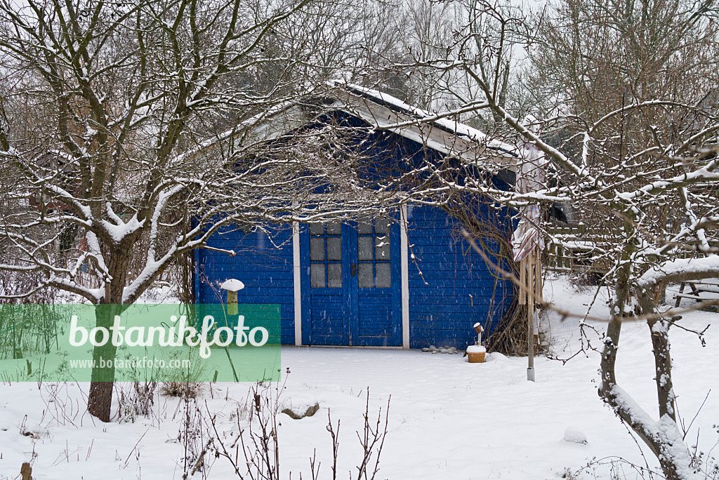 529001 - Blue garden house in a wintery allotment garden