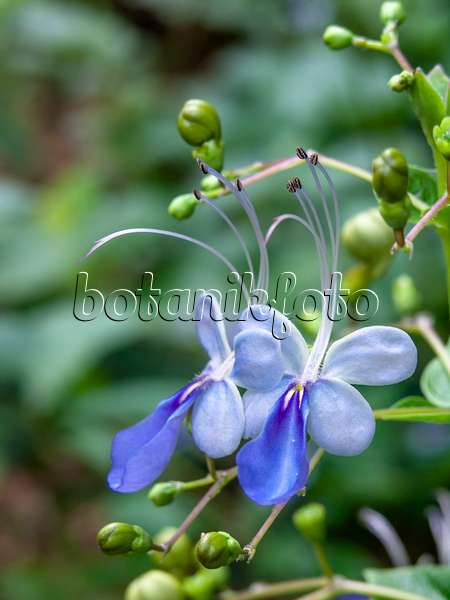 434393 - Blue glory bower (Clerodendrum myricoides 'Ugandense' syn. Clerodendron myricoides 'Ugandense')