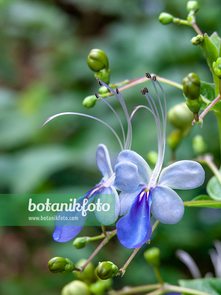 434393 - Blue glory bower (Clerodendrum myricoides 'Ugandense' syn. Clerodendron myricoides 'Ugandense')