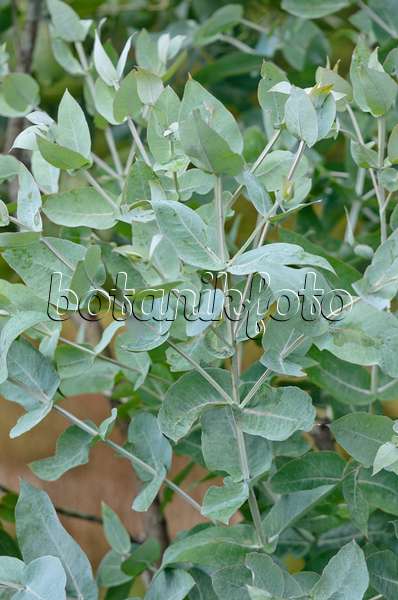 560007 - Blue gum (Eucalyptus globulus)