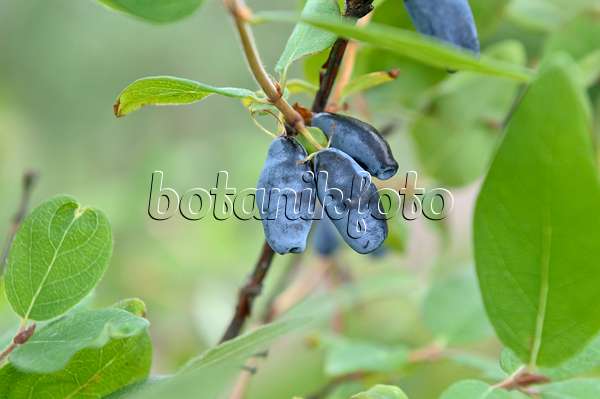 517301 - Blue honeysuckle (Lonicera caerulea 'Berry Blue')