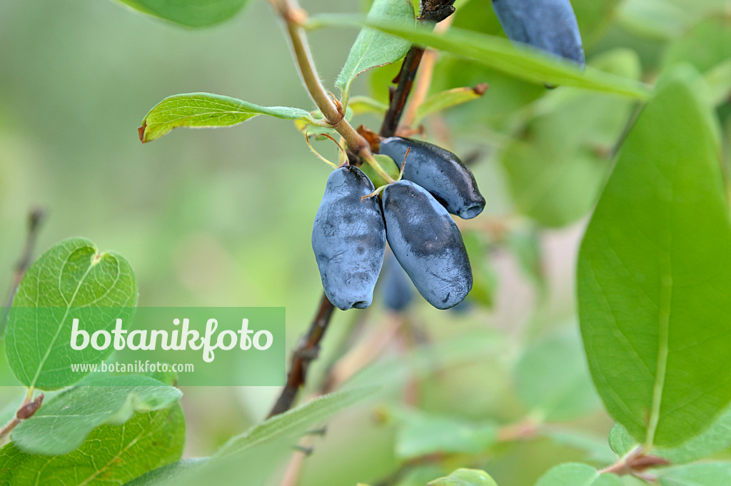 517301 - Blue honeysuckle (Lonicera caerulea 'Berry Blue')