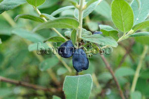 526113 - Blue honeysuckle (Lonicera caerulea 'Blue Velvet')