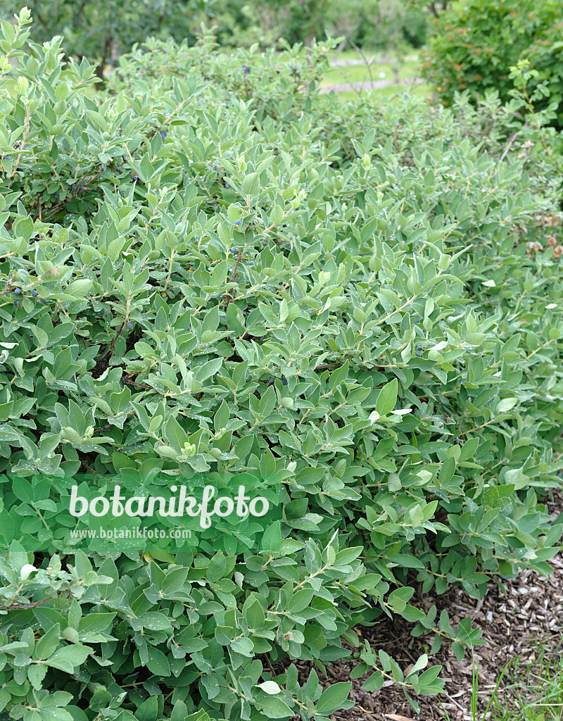 547167 - Blue honeysuckle (Lonicera caerulea 'Blue Velvet')