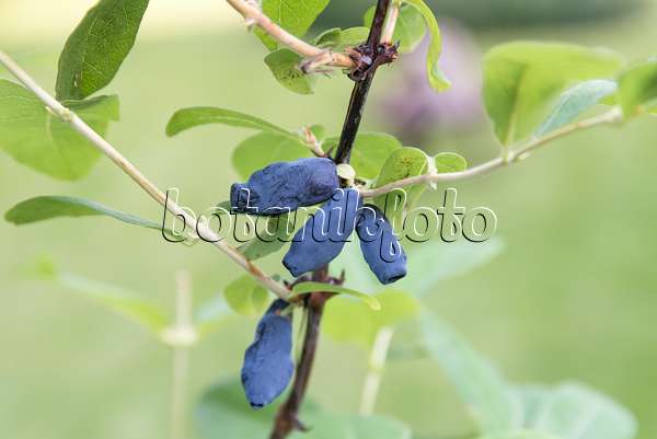 625251 - Blue honeysuckle (Lonicera caerulea 'Gordost Bakczara')