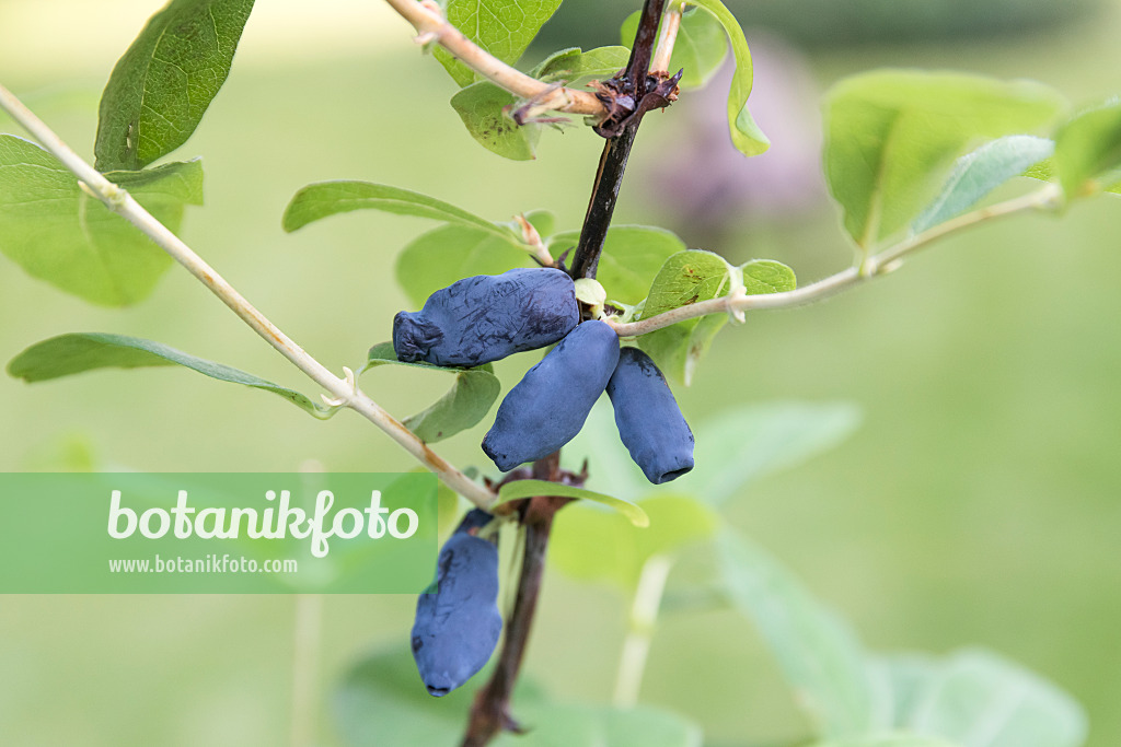 625251 - Blue honeysuckle (Lonicera caerulea 'Gordost Bakczara')