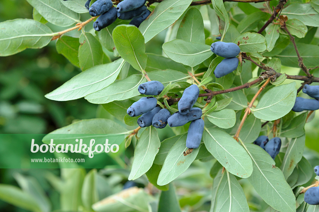 517303 - Blue honeysuckle (Lonicera caerulea var. kamtschatica)