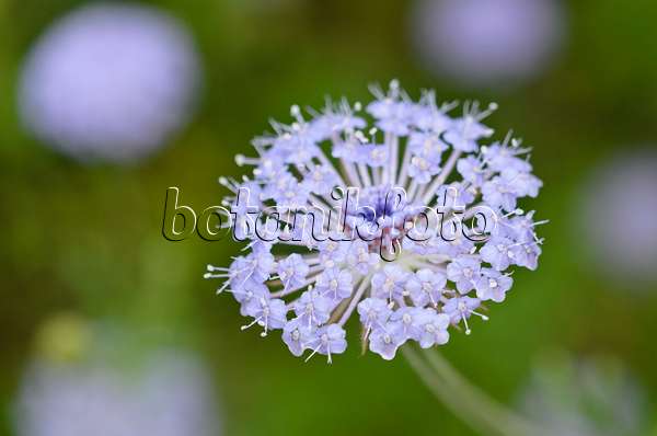 534386 - Blue lace flower (Trachymene coerulea syn. Didiscus caeruleus)