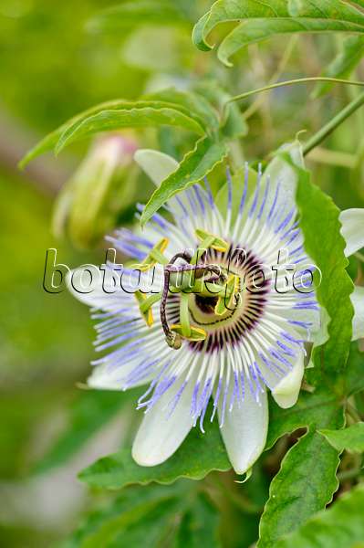 475166 - Blue passion flower (Passiflora caerulea)