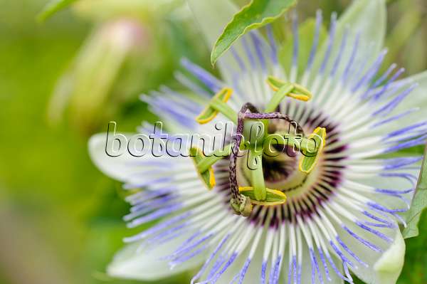 475167 - Blue passion flower (Passiflora caerulea)