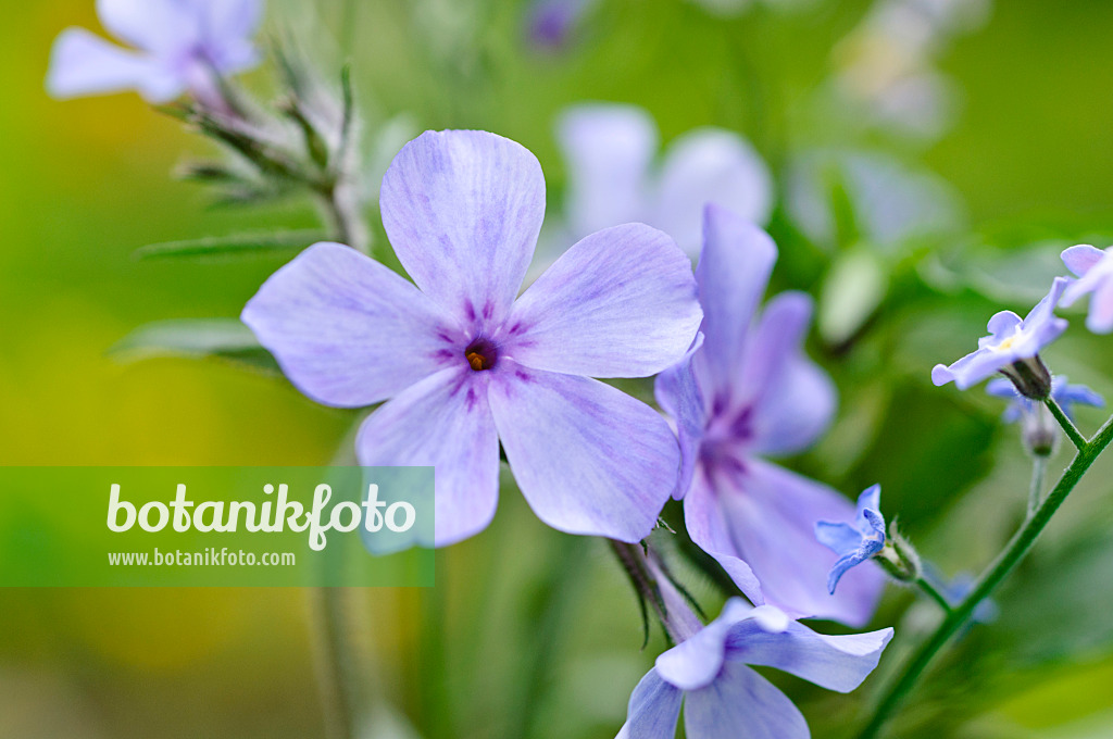 484159 - Blue phlox (Phlox divaricata 'Chattahoochee')