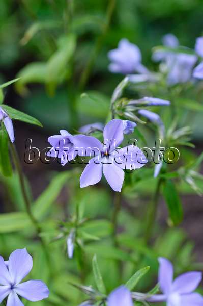 471239 - Blue phlox (Phlox divaricata subsp. laphami)