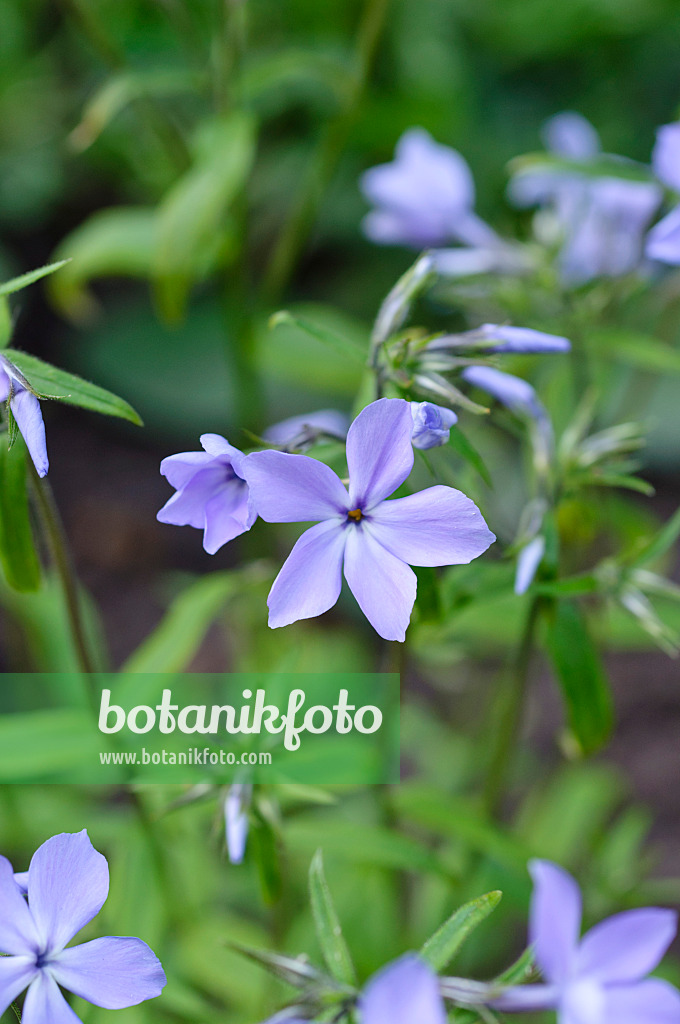 471239 - Blue phlox (Phlox divaricata subsp. laphami)