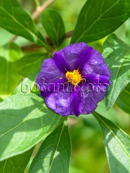 437429 - Blue potato bush (Lycianthes rantonnetii syn. Solanum rantonnetii)