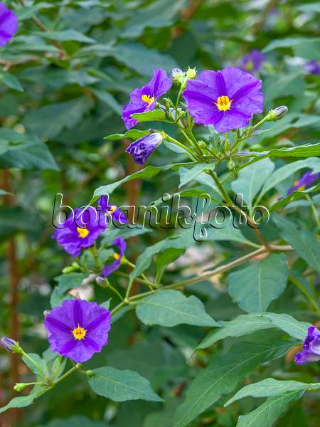 453005 - Blue potato bush (Lycianthes rantonnetii syn. Solanum rantonnetii)