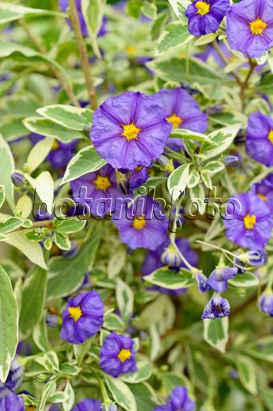 484092 - Blue potato bush (Lycianthes rantonnetii syn. Solanum rantonnetii)