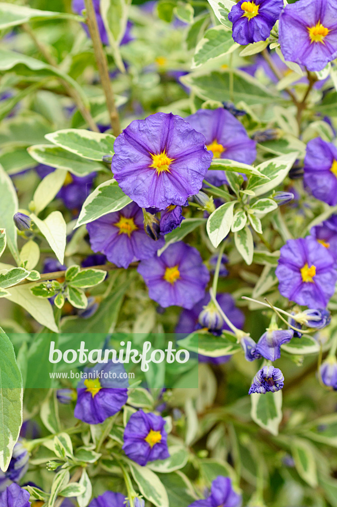 484092 - Blue potato bush (Lycianthes rantonnetii syn. Solanum rantonnetii)