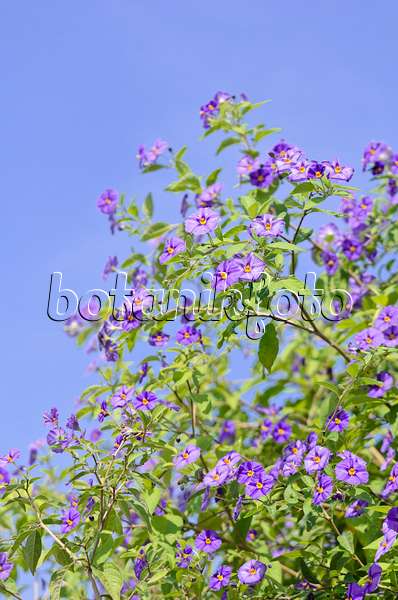 536096 - Blue potato bush (Lycianthes rantonnetii syn. Solanum rantonnetii)