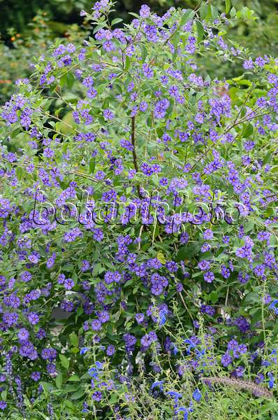 572092 - Blue potato bush (Lycianthes rantonnetii syn. Solanum rantonnetii)