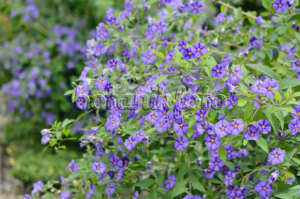 572093 - Blue potato bush (Lycianthes rantonnetii syn. Solanum rantonnetii)