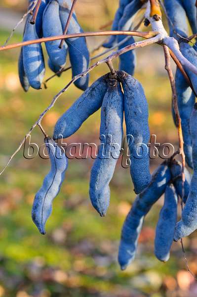 478029 - Blue sausage fruit (Decaisnea fargesii)