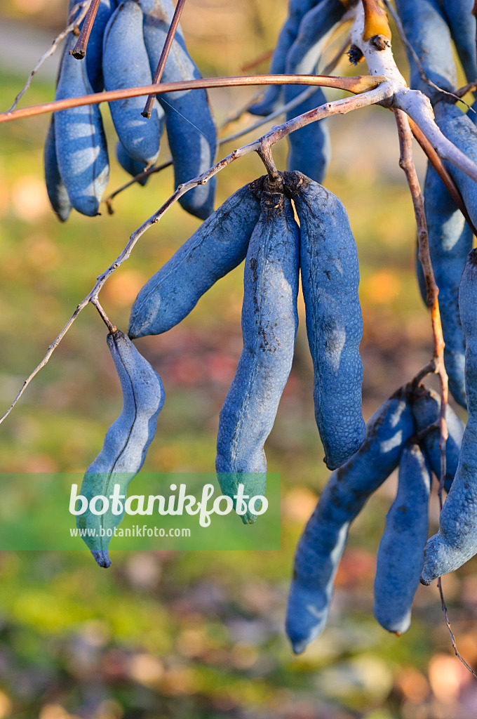 478029 - Blue sausage fruit (Decaisnea fargesii)