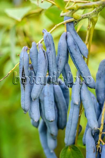 593070 - Blue sausage fruit (Decaisnea fargesii)