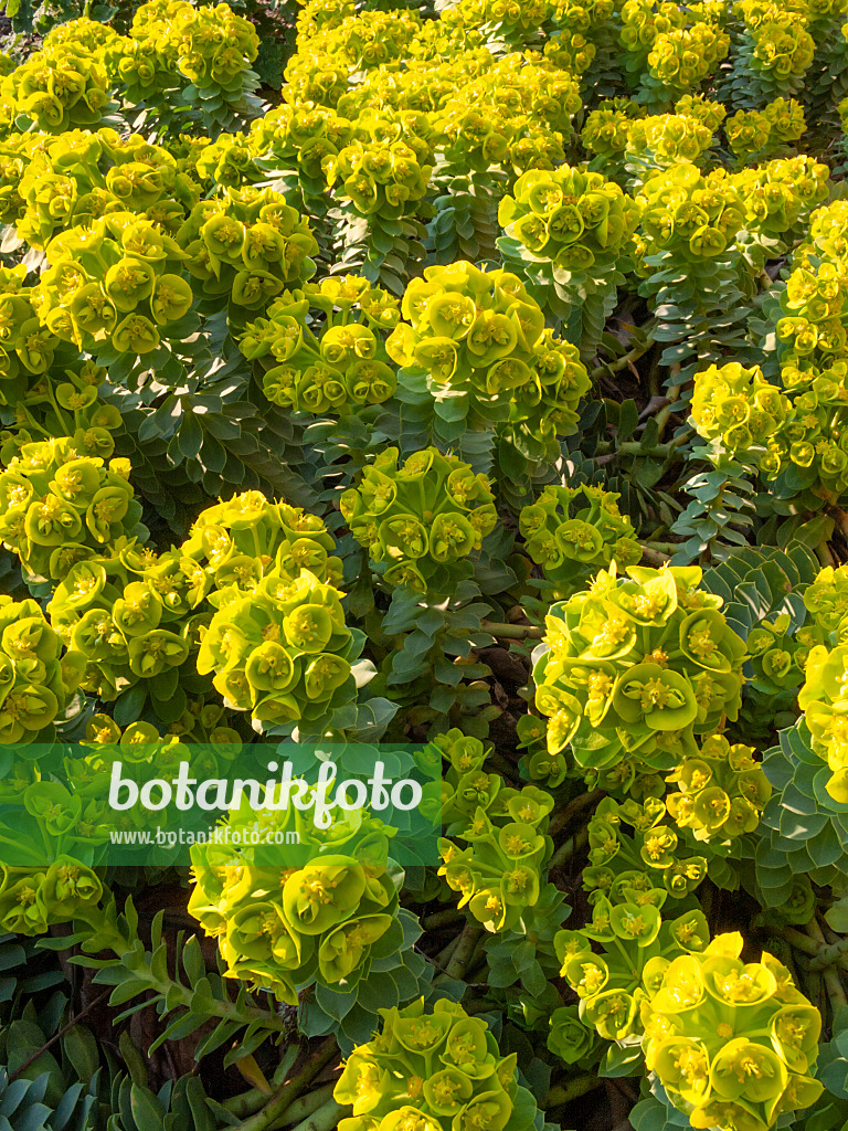 412017 - Blue spurge (Euphorbia myrsinites)