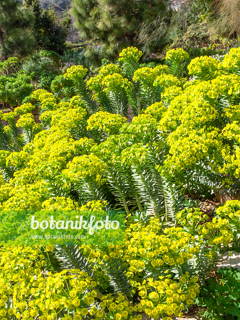 424017 - Blue spurge (Euphorbia myrsinites)