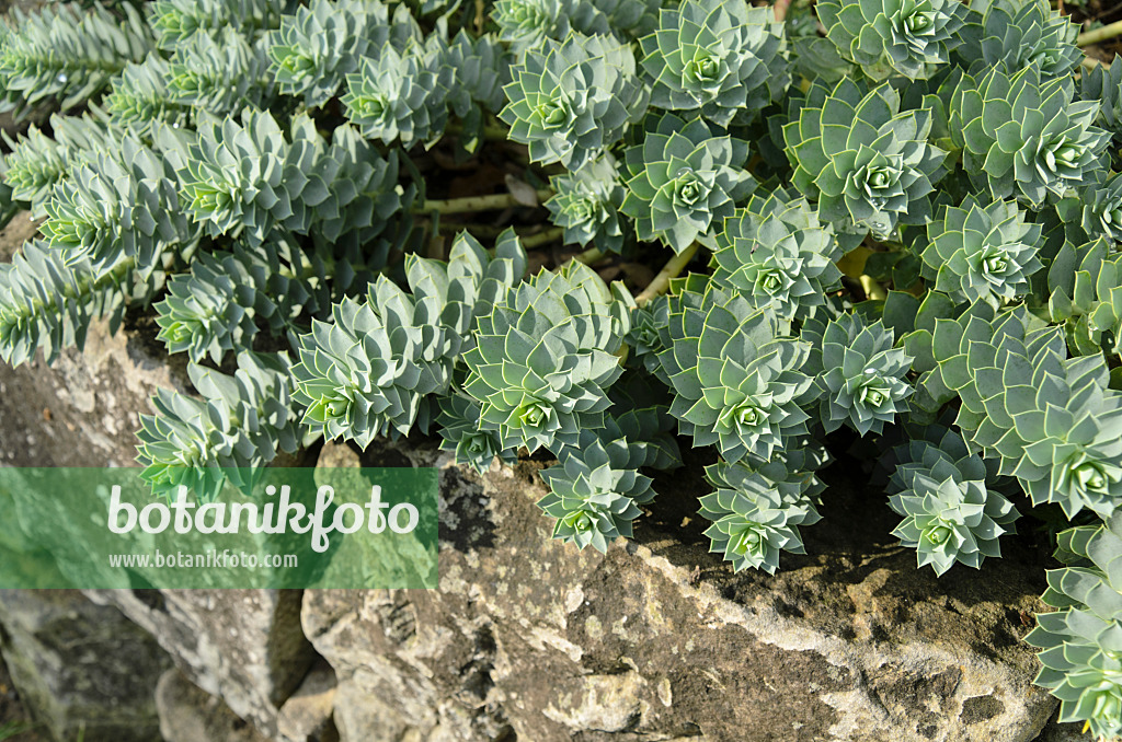 500067 - Blue spurge (Euphorbia myrsinites)