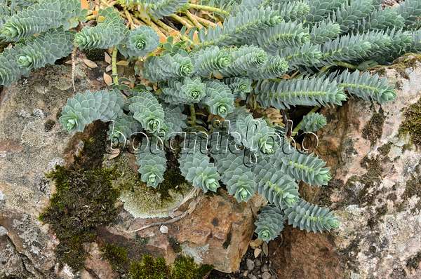 549147 - Blue spurge (Euphorbia myrsinites)