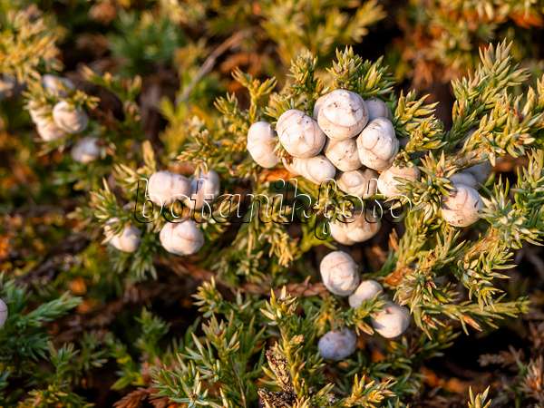 432008 - Blue star juniper (Juniperus squamata)