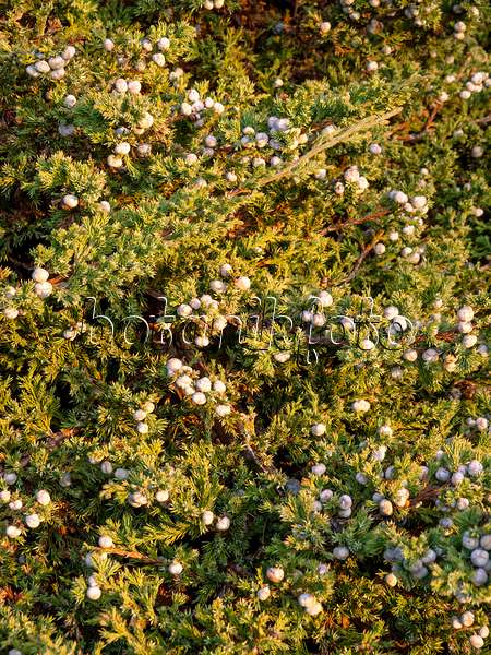 432009 - Blue star juniper (Juniperus squamata)