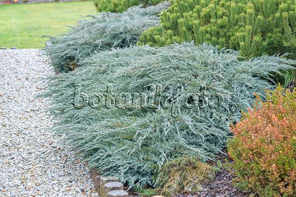 607126 - Blue star juniper (Juniperus squamata 'Blue Carpet')