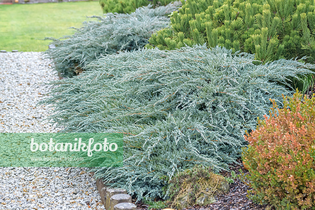 607126 - Blue star juniper (Juniperus squamata 'Blue Carpet')