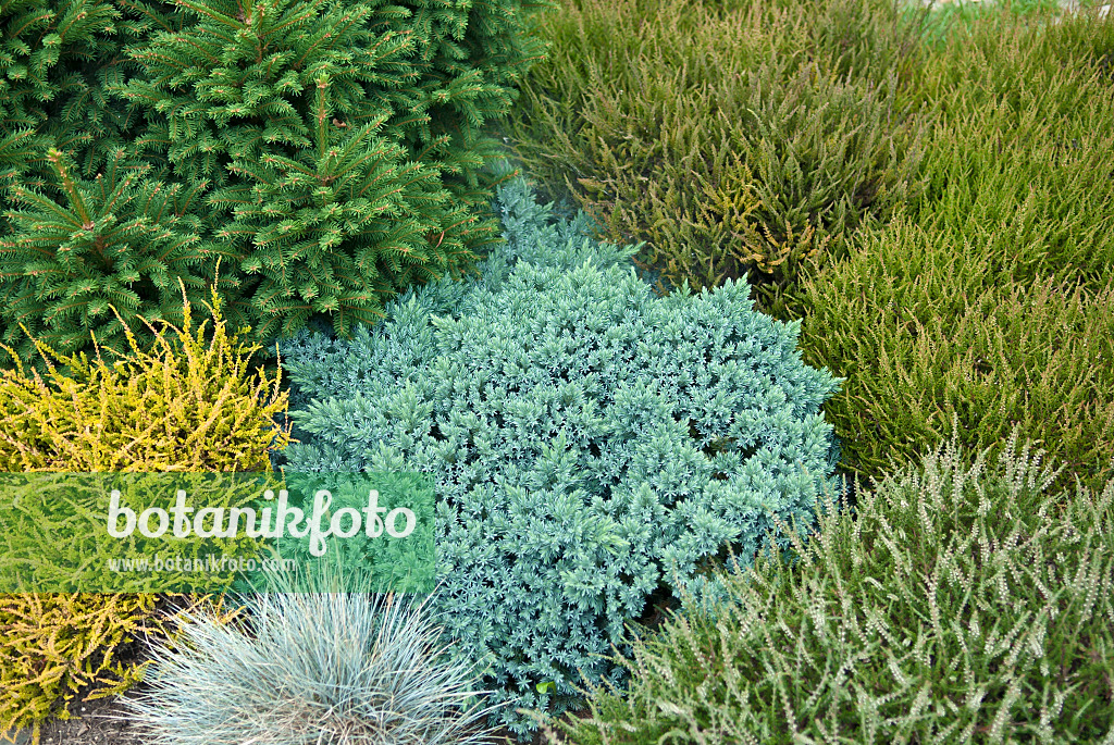 517263 - Blue star juniper (Juniperus squamata 'Blue Star')