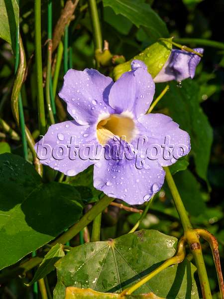 427152 - Blue trumpet vine (Thunbergia grandiflora)
