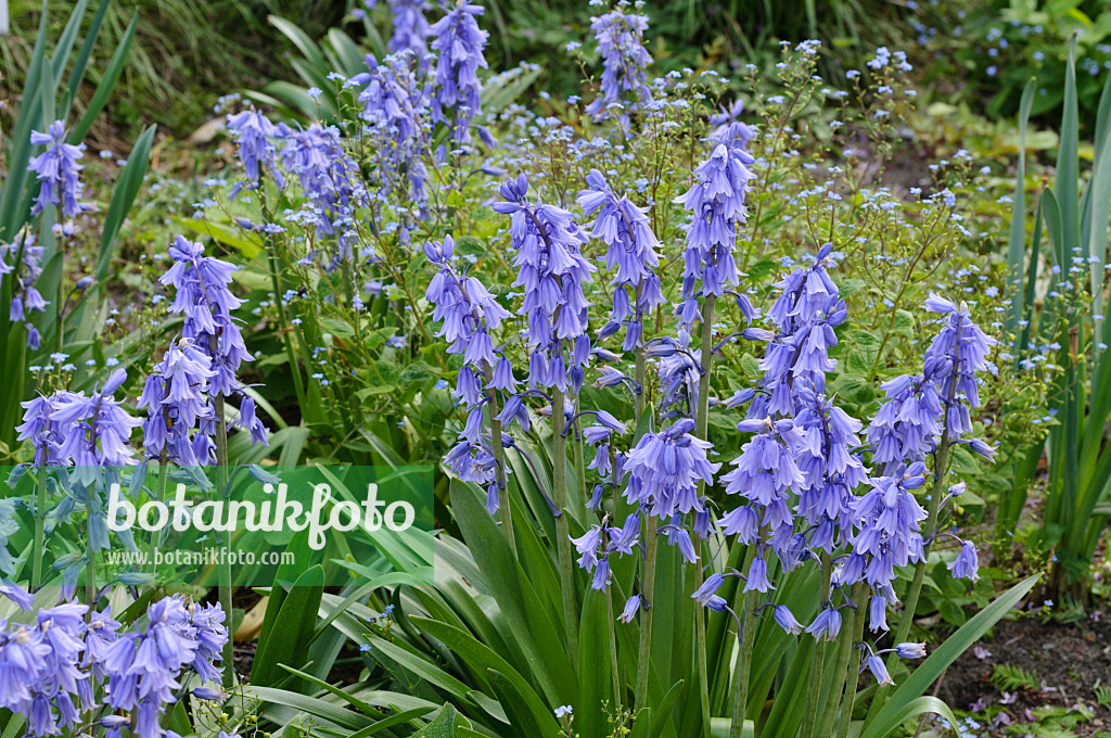 472053 - Bluebell (Hyacinthoides non-scripta)