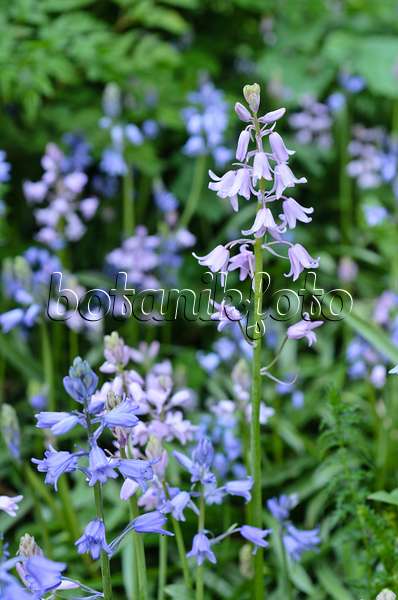 496094 - Bluebell (Hyacinthoides non-scripta)
