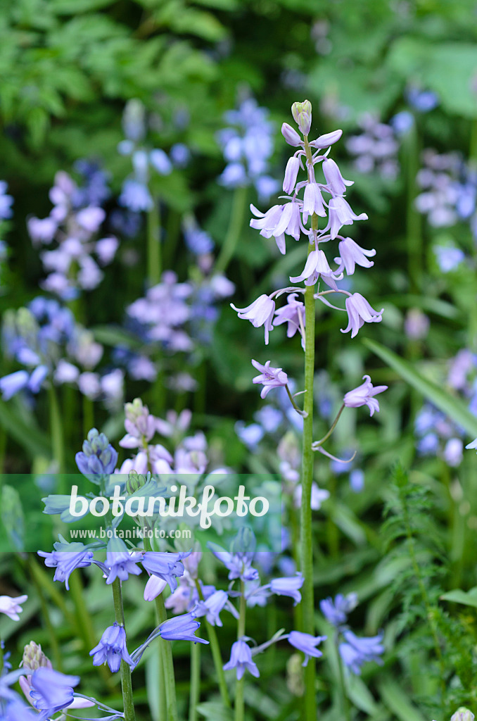 496094 - Bluebell (Hyacinthoides non-scripta)