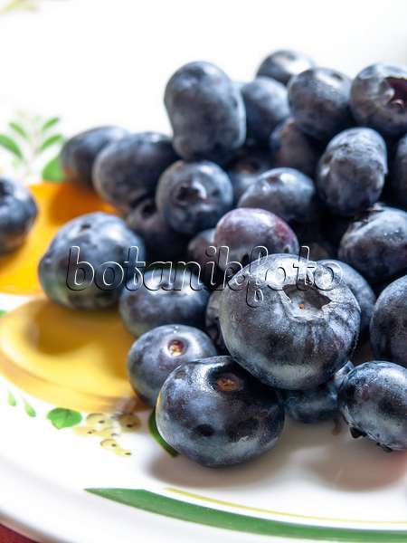 440259 - Blueberry (Vaccinium corymbosum)